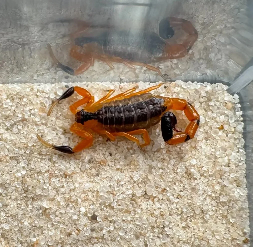 Uroplectes fischeri (Fischer's Lesser Thicktail Scorpion